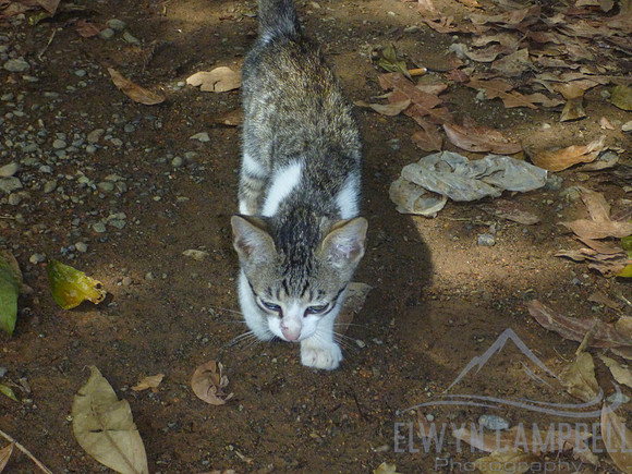 Jungle cat
