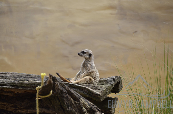 Taronga Zoo