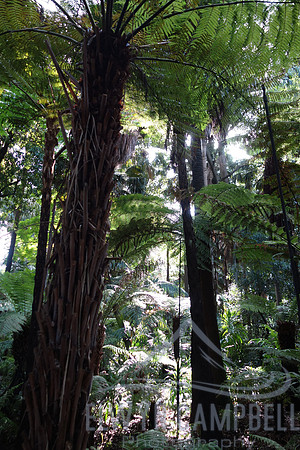 Royal Botanic Gardens Melbourne