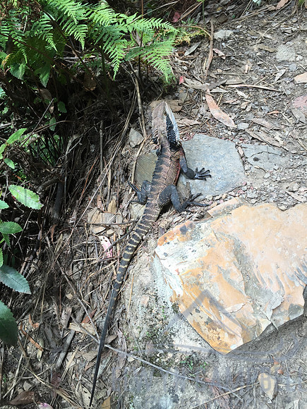 Lizard