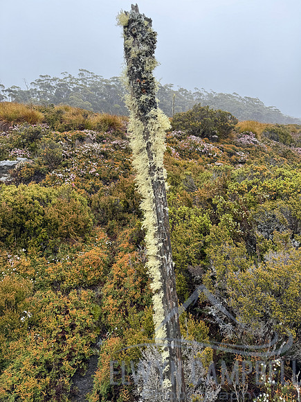 Overland Track