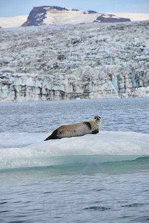 Jökulsárlón Glacier Lagoon