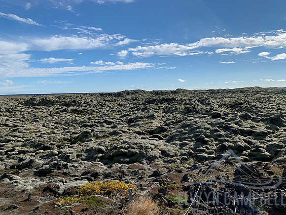 Lava, moss field