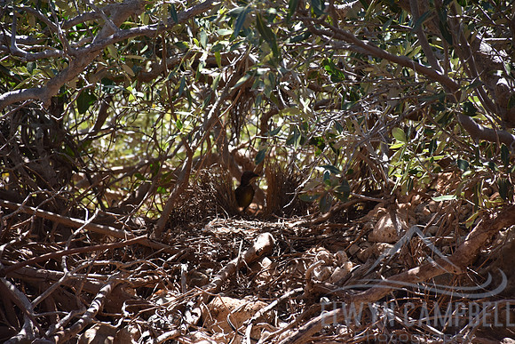 Bower bird nest