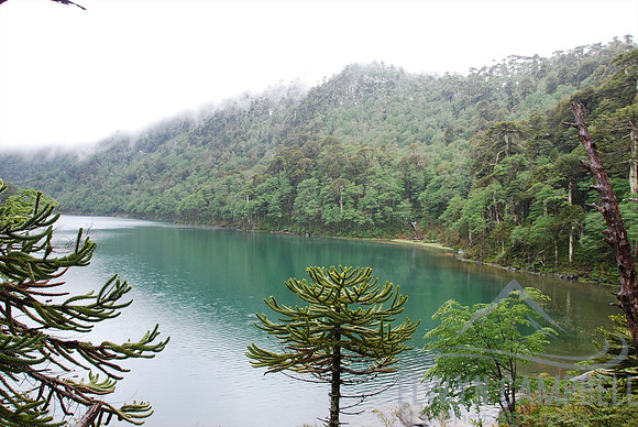 Walking in the Huerquehue National Park