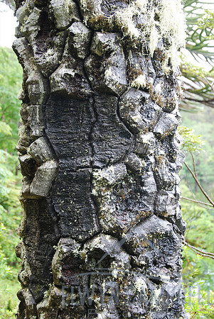 Walking in the Huerquehue National Park