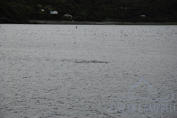 Puerto Montt ferry crossing