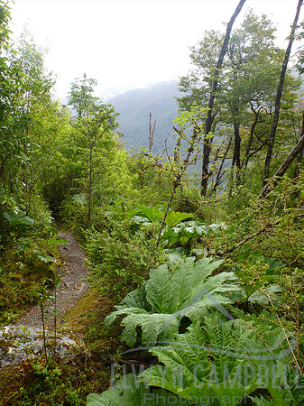 Queulat National Park