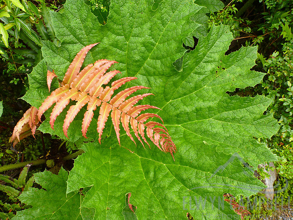 Queulat National Park