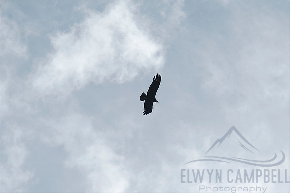 Condor