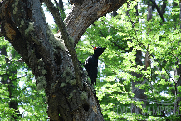 Woodpecker