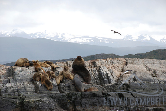 Beagle Channel, Tierra del Fuego