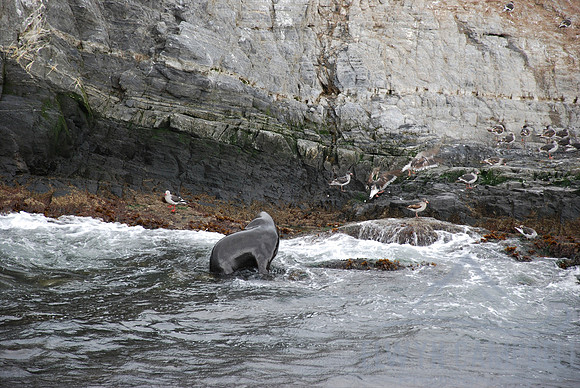 Beagle Channel, Tierra del Fuego