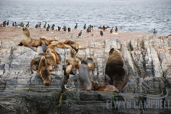 Beagle Channel, Tierra del Fuego