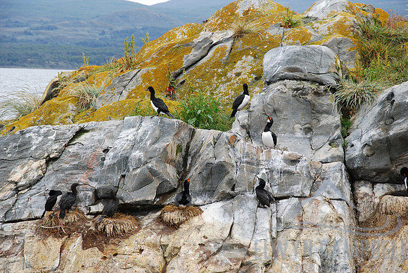 Beagle Channel, Tierra del Fuego