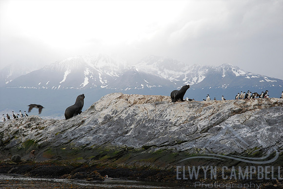 Beagle Channel, Tierra del Fuego