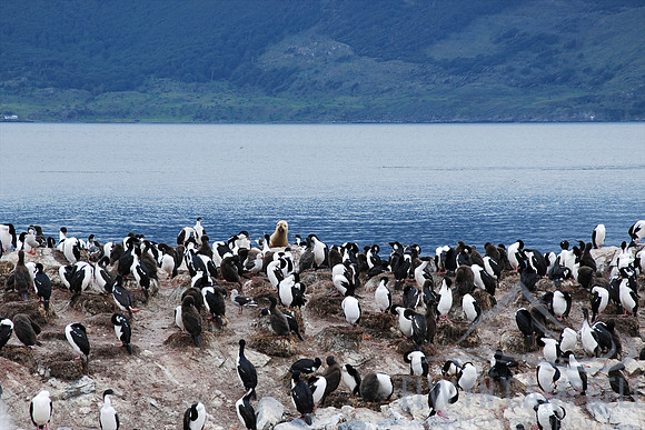 Beagle Channel, Tierra del Fuego