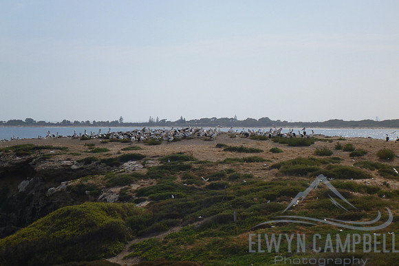 Pelicans