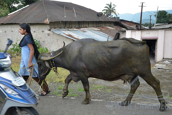 Another cow