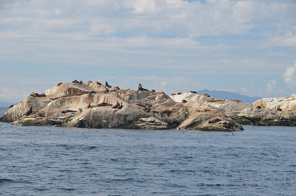 Seal Island