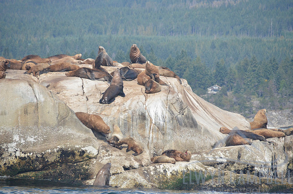 Seal Island