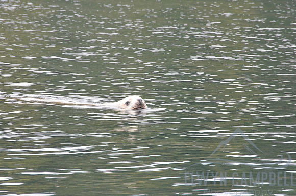 Sea Lions swimming near Desolation Sound