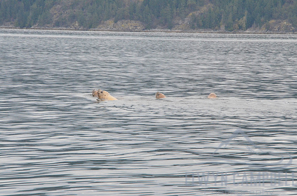 Sea Lions swimming near Desolation Sound