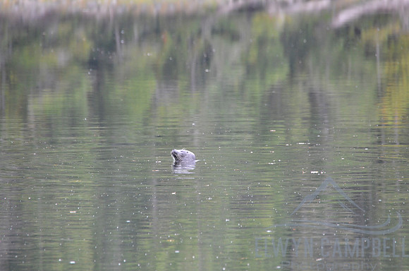 Otter swimming near Lund