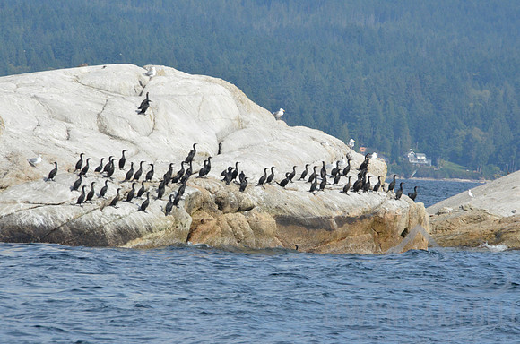 Seal Island