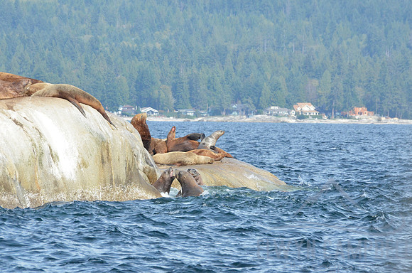 Seal Island