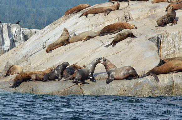 Seal Island