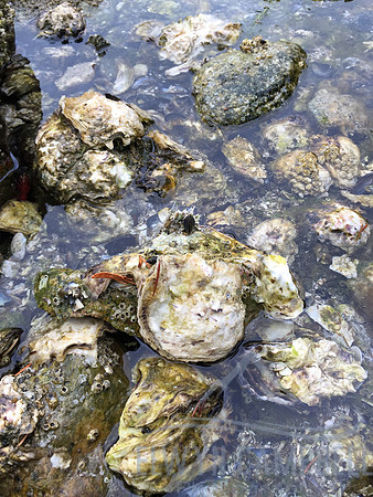 Squirrel Cove, Desolation Sound
