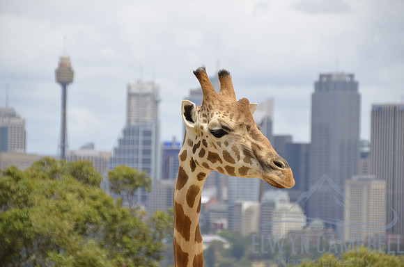 Taronga Zoo