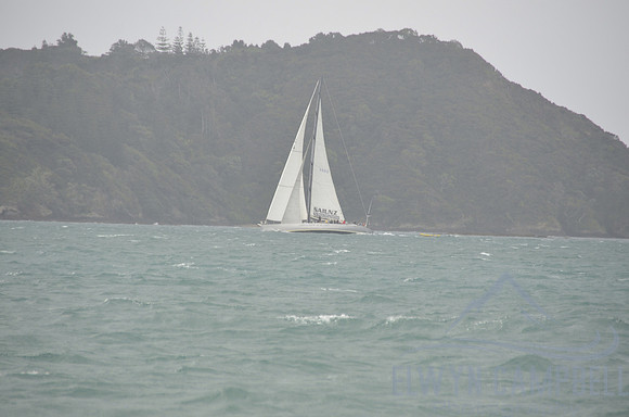 Lion New Zealand