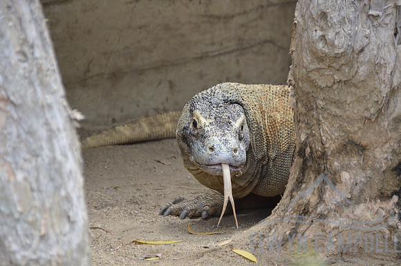 Taronga Zoo