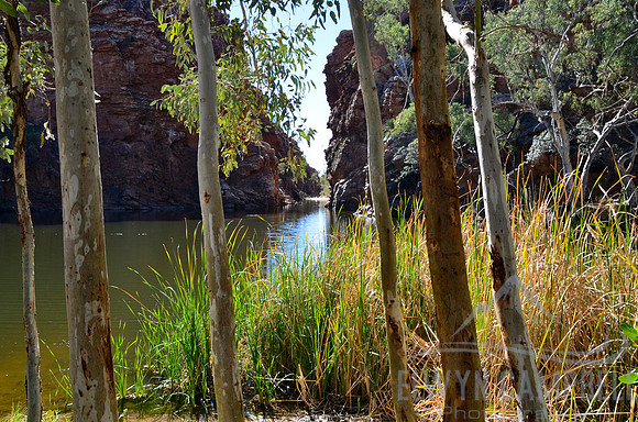 Ellery Creek
