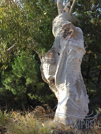 Ghost Gum