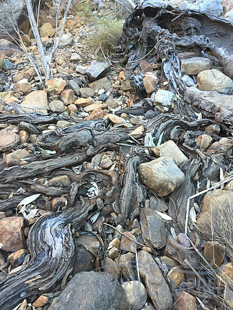 Tree roots, Hugh Gorge