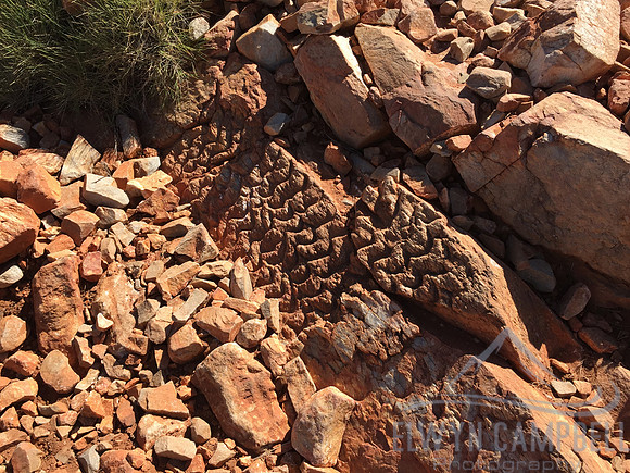 Fossilised sea bed