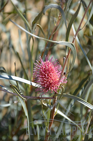 Mountain hakea