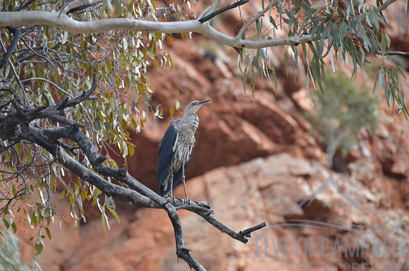 Heron at Ormiston Gorge