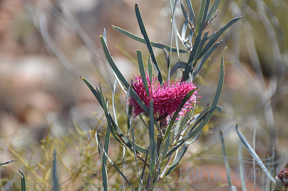 Mountain Hakea