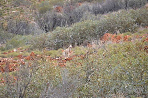 Resident dingo
