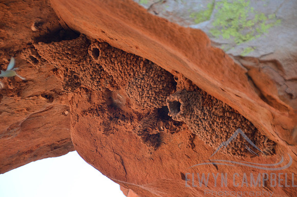 Mud bird nests