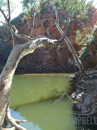 Ellery Creek