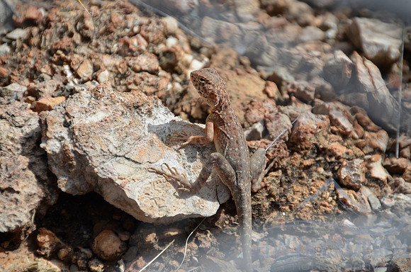 Rock dragon