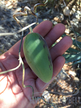 Bush Banana