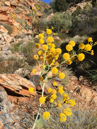 Wattle
