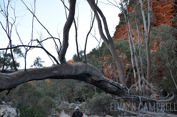 Hugh Gorge gum tree