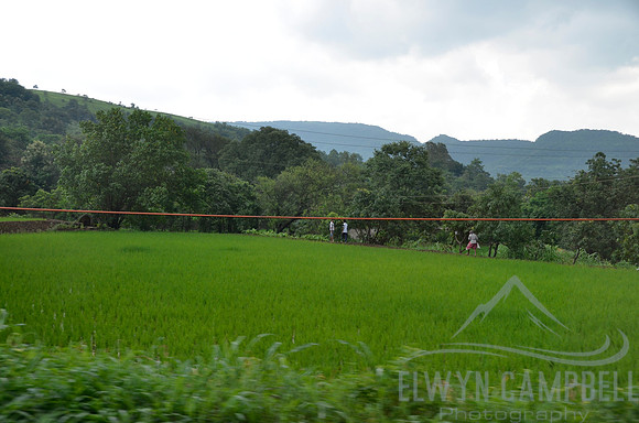 Rice fields